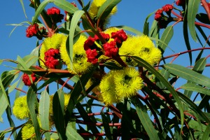Eukalyptus (Eucalyptus globulus) Eukalyptus (Eucalyptus globulus)
