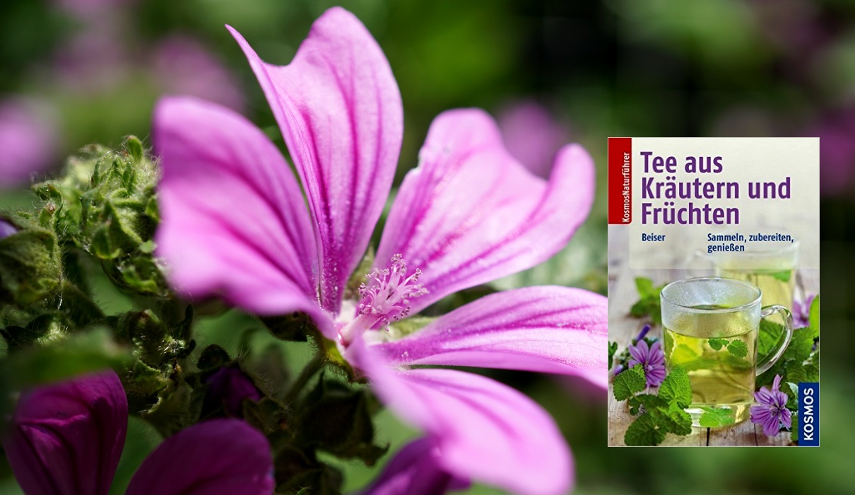 Tee aus Kräutern und Früchten Tee aus Kräutern und Früchten