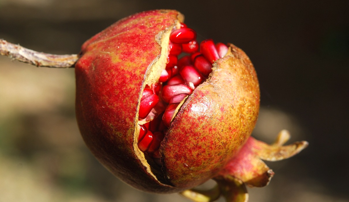 Granatapfel schützt das Herz-Kreislauf-System nachhaltig