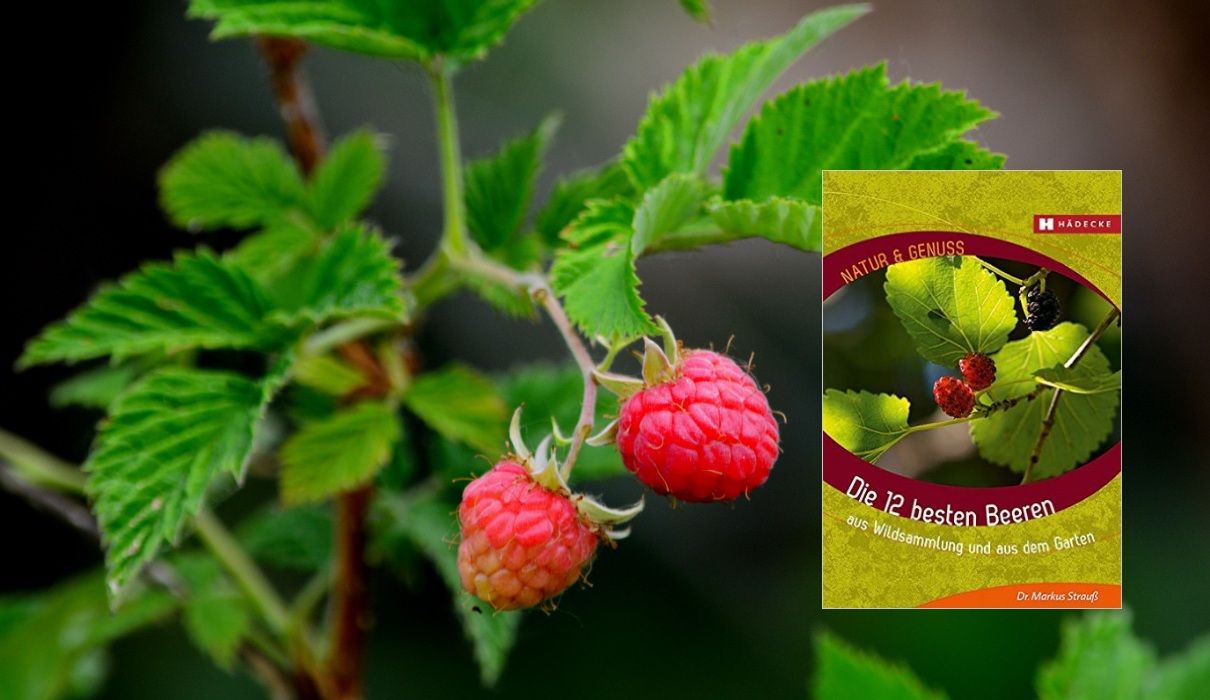 Die 12 besten Beeren