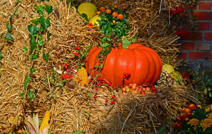 Kürbis - Herbstlicher Sinnesschmaus