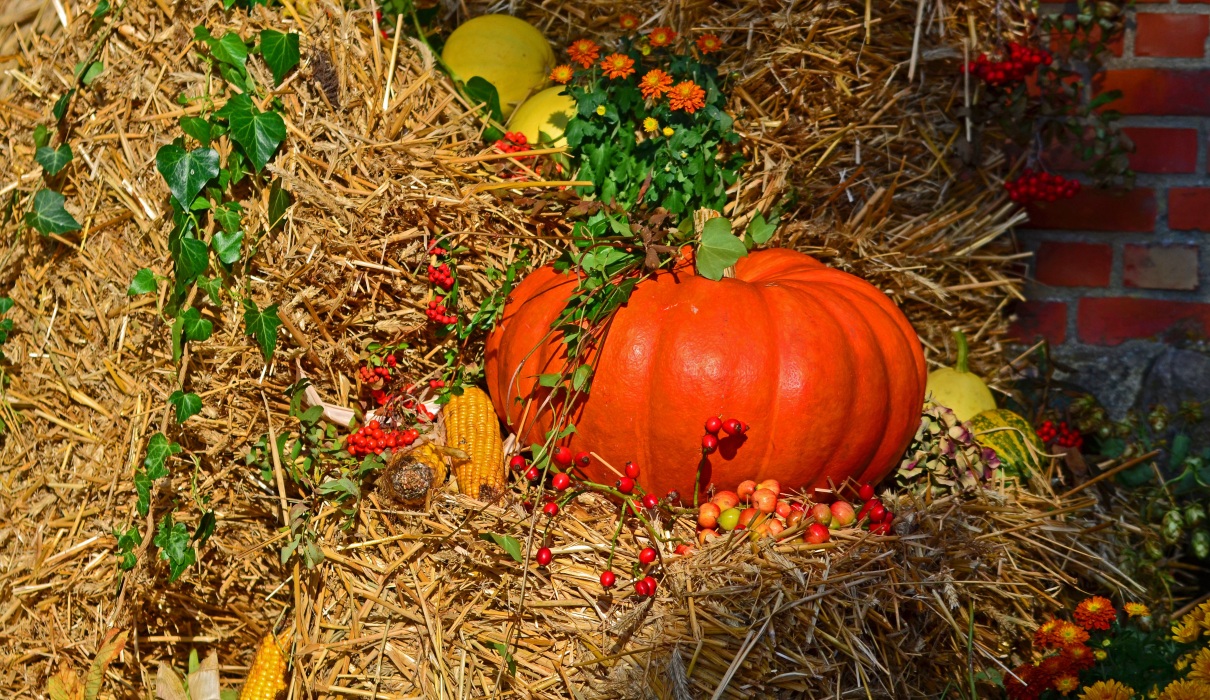 Kürbis - Herbstlicher Sinnesschmaus