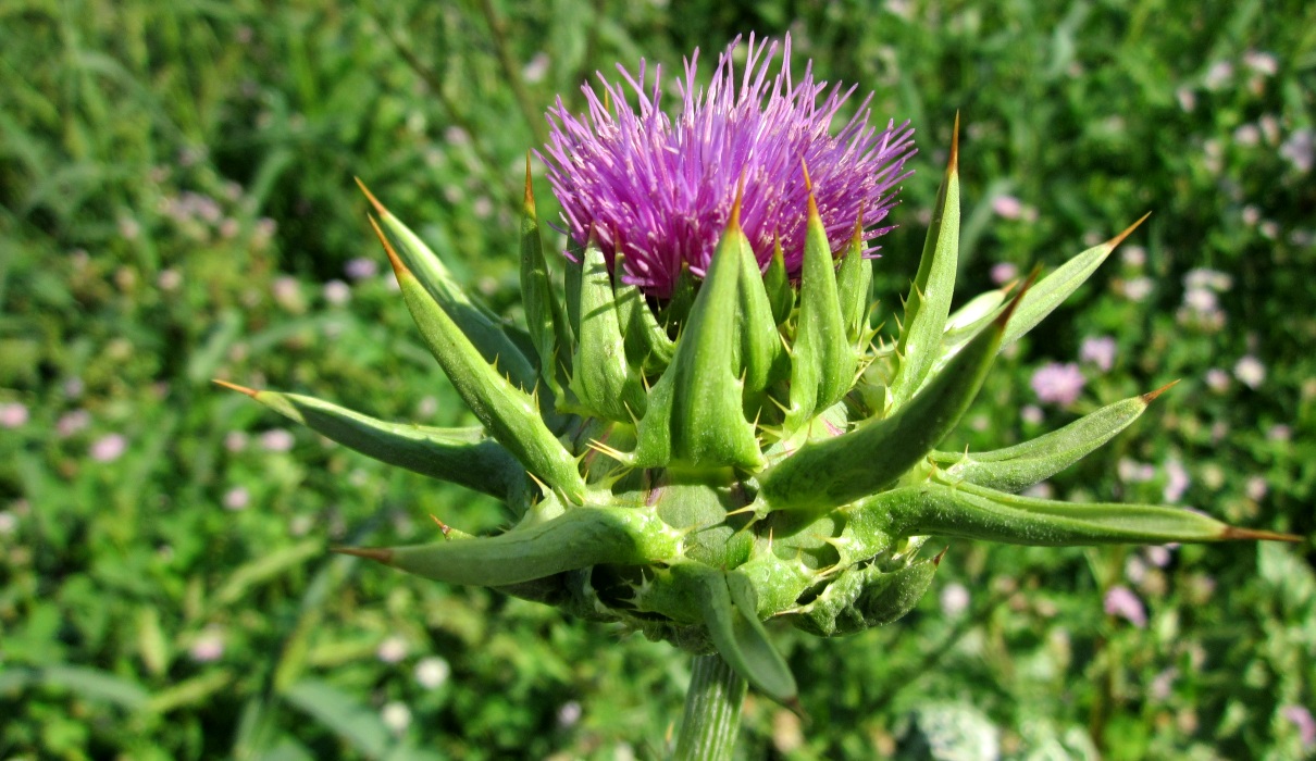 Mariendistel für die Leber Mariendistel für die Leber