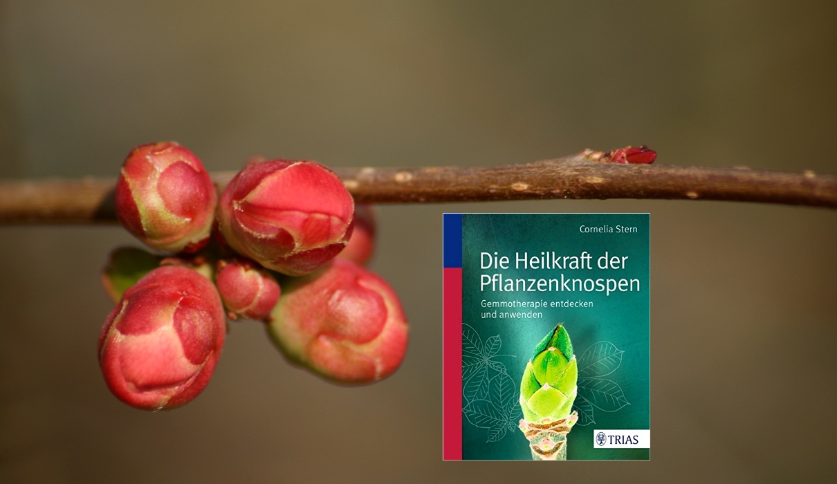 Die Heilkraft der Pflanzenknospen Die Heilkraft der Pflanzenknospen