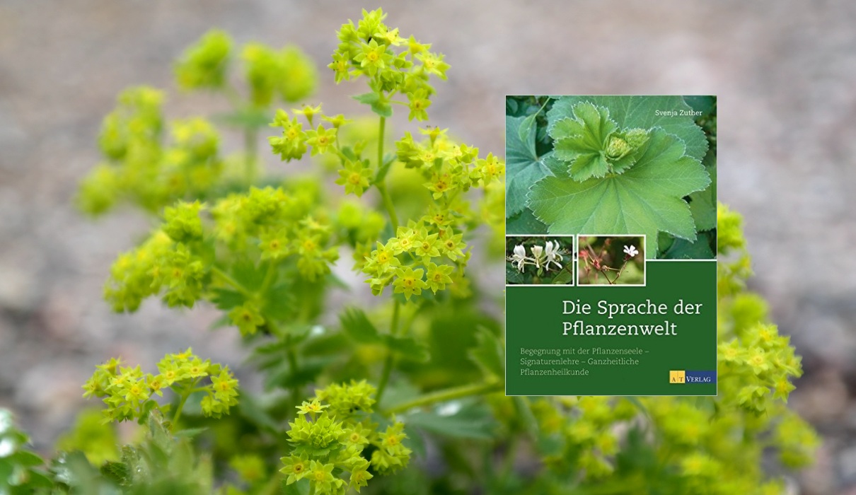 Die Sprache der Pflanzenwelt Die Sprache der Pflanzenwelt