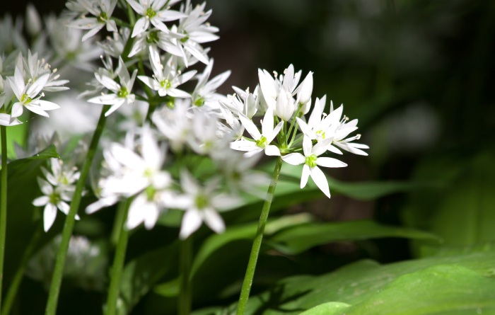 Bärlauch - Allium ursinum