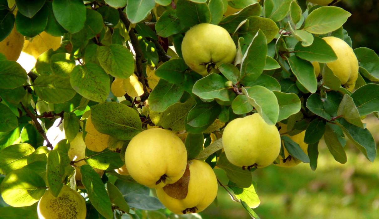 Herbstzeit ist Quittenzeit! - Forum Naturheilkunde