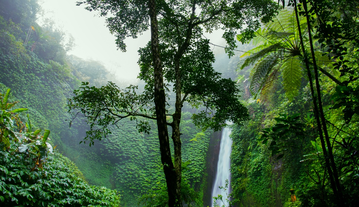 Die Heilkraft aus den Regenwäldern - Kostbarkeiten für die Gesundheit