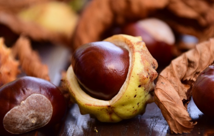 Rosskastanie (Aesculus Hippocastanum L.) Rosskastanie (Aesculus Hippocastanum L.)
