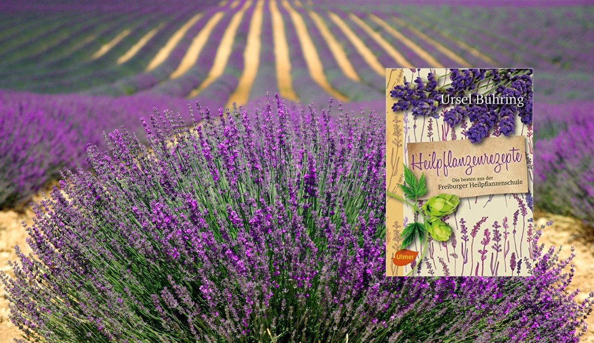 Heilpflanzenrezepte - Buchtipp Heilpflanzenrezepte - Buchtipp