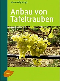 Anbau von Tafeltrauben 