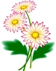 Gänseblümchen - Bellis perennis