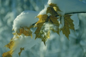 Winterlicher Zauber