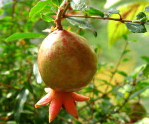 Granatapfel (Punica granatum) Granatapfel (Punica granatum)