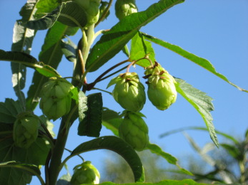 Hopfenwellness in der Hallertau