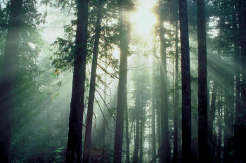 Im Wald der Stille Im Wald der Stille
