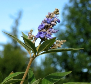 Mönchspfeffer (Vitex agnus castus L. )