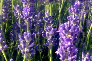 Lavendel (Lavandula angustifolia)