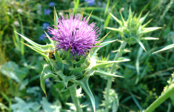 Distel