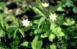 Star of Bethlehem (Doldiger Milchstern) bei seelischer und körperlicher Erschütterung und Trauer - auch in den Notfalltropfen enthalten