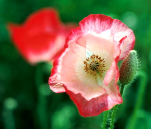 Mohn Mohn