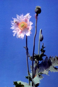 Papaver somniferum - Schlafmohn