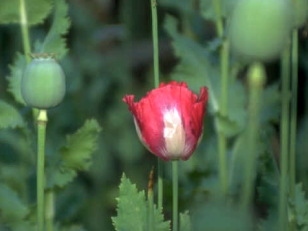 Papaver somniferum - Schlafmohn