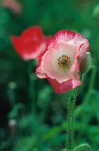 Papaver somniferum - Schlafmohn