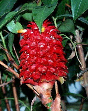 exotische Pflanze aus dem brasilianischen Regenwald