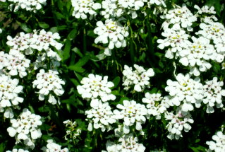 Bittere Schleifenblume (Iberis amara)