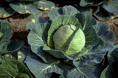 Kohl stand bei den Römern hoch im Kurs