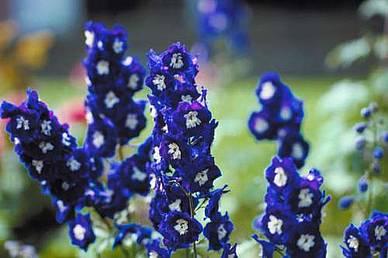 Delphinium Hybride