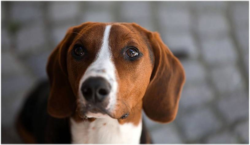Immunkraft für Hund und Katze