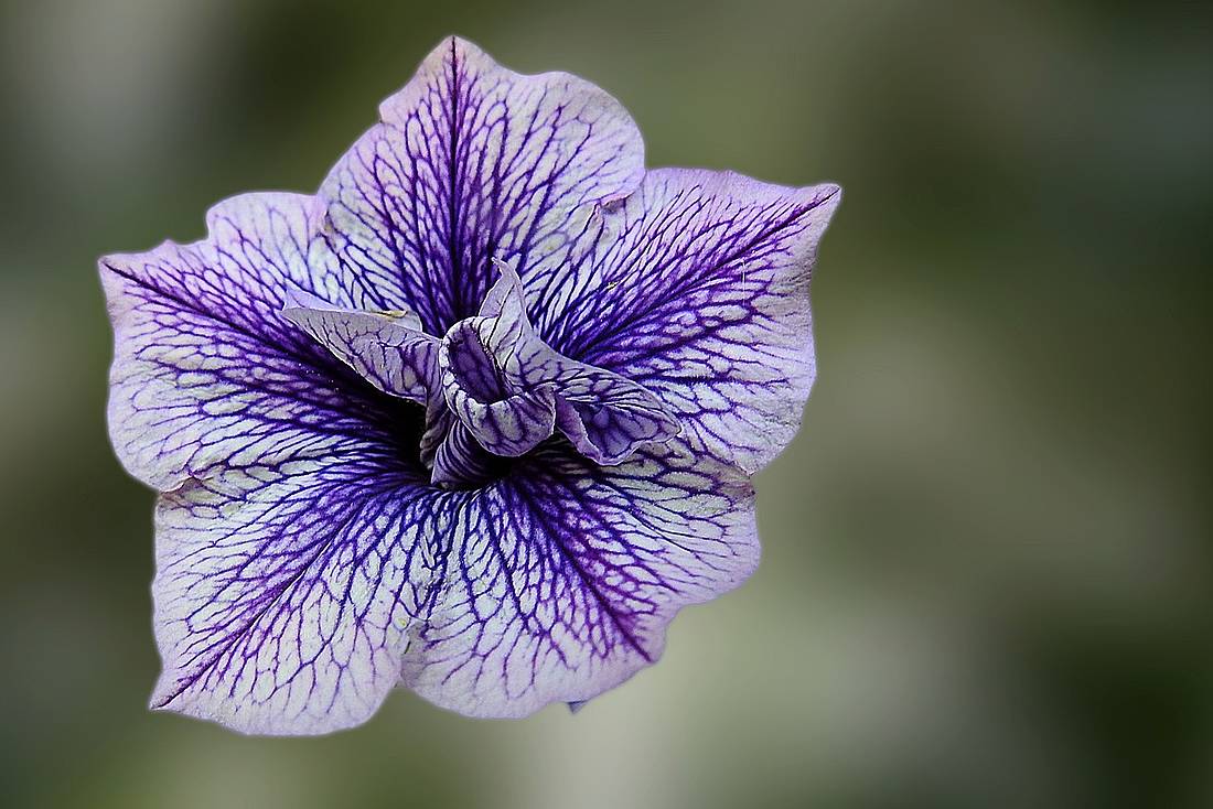 Heilpflanze Pelargonie: Ein Storchschnabelgewächs