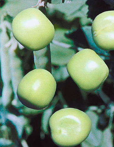 Erbse - Die grüne Perle aus der Schote