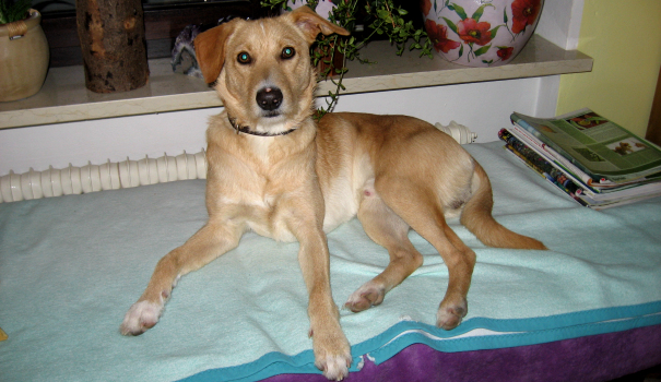Homöopathie für den Hund Homöopathie für den Hund