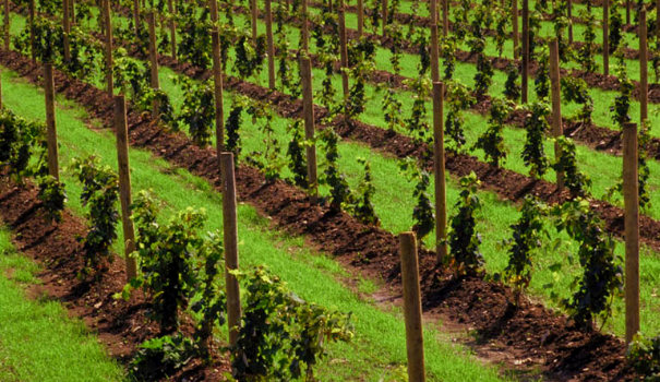 Literatur und Wein Literatur und Wein