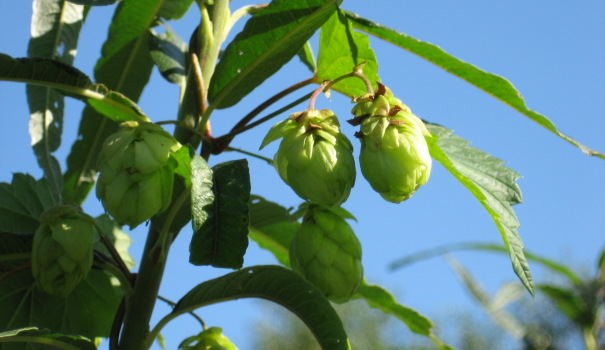 Hopfenwellness in der Hallertau