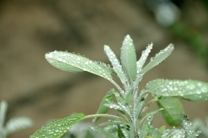 Salbei (Salvia officinalis L.)
