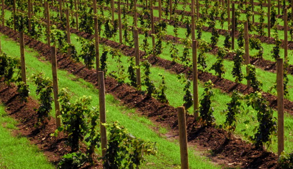 Weinwanderungen entlang der Sächsischen Weinstraße Weinwanderungen entlang der Sächsischen Weinstraße