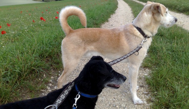 Homöopathie für den Hund Blasenentzündung Forum Naturheilkunde