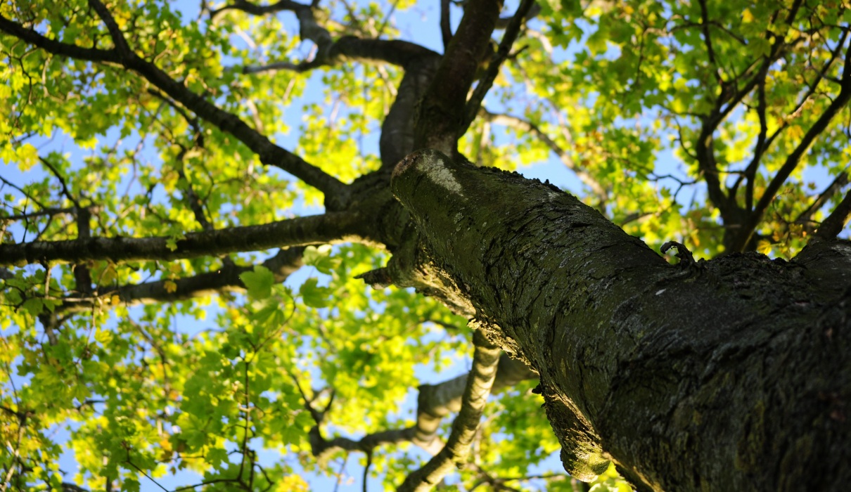 Gesund Wohnen mit Naturholzmöbeln