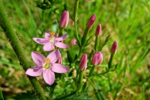 Tausendgüldenkraut