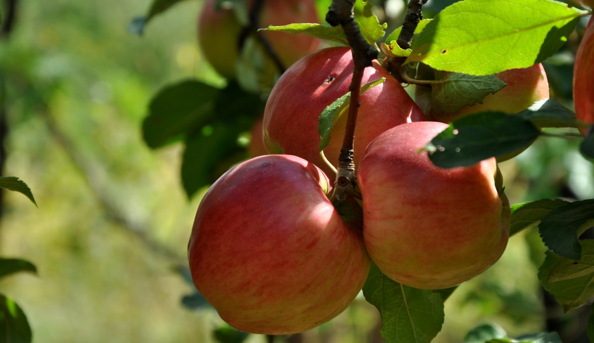 Zwei bis drei Äpfel am Tag erspart den Arzt