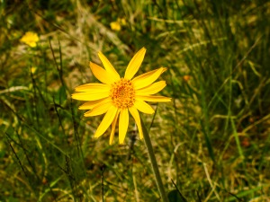 Arnika (Arnica montana)