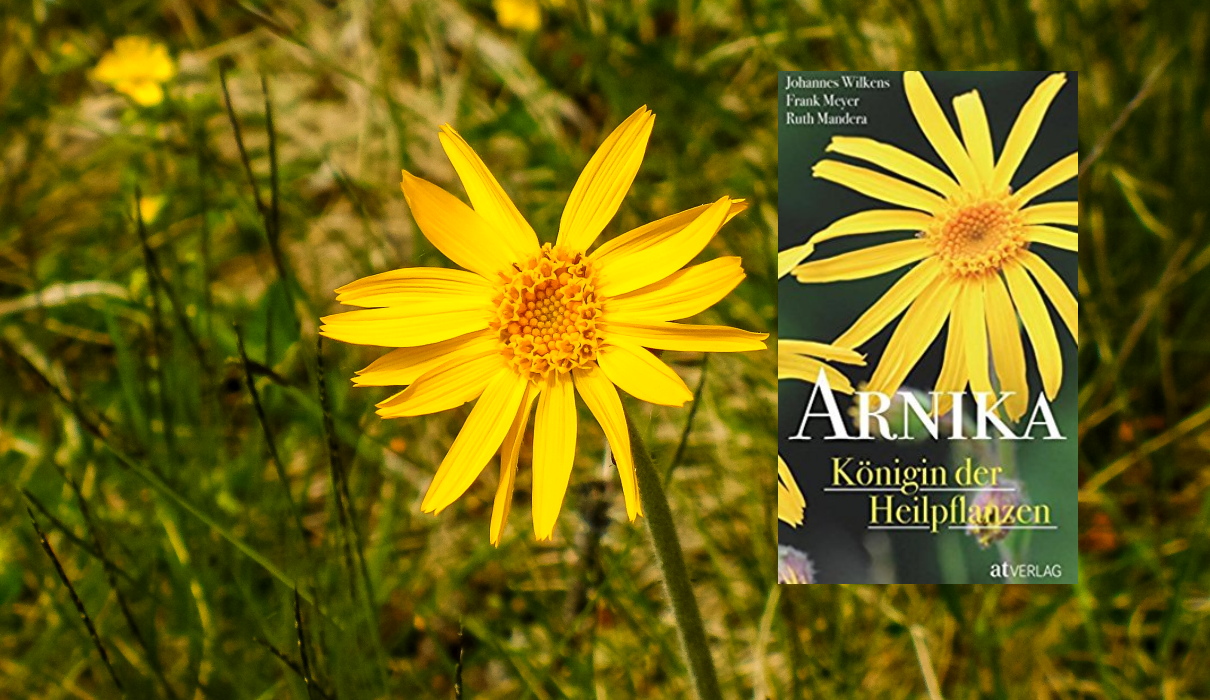 Arnika – Königin der Heilpflanzen Arnika – Königin der Heilpflanzen