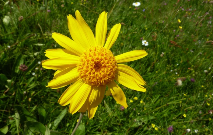 Arnika - eine Bergblume mit heilenden Kräften