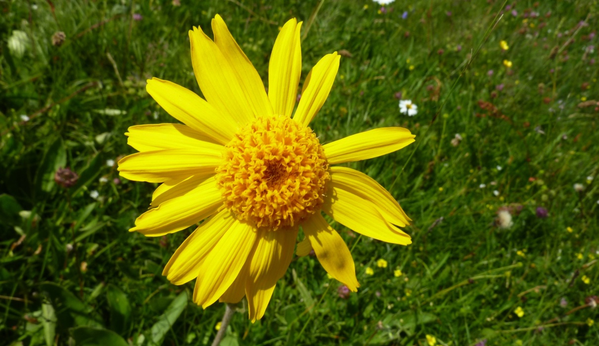 Arnika - eine Bergblume mit heilenden Kräften