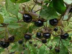 Atropa Belladonna Atropa Belladonna