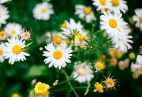 Bellis perennis Bellis perennis